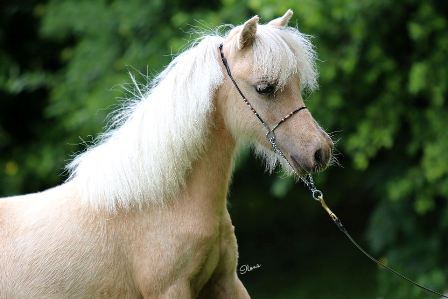 Faith yearling a Faith yearling a